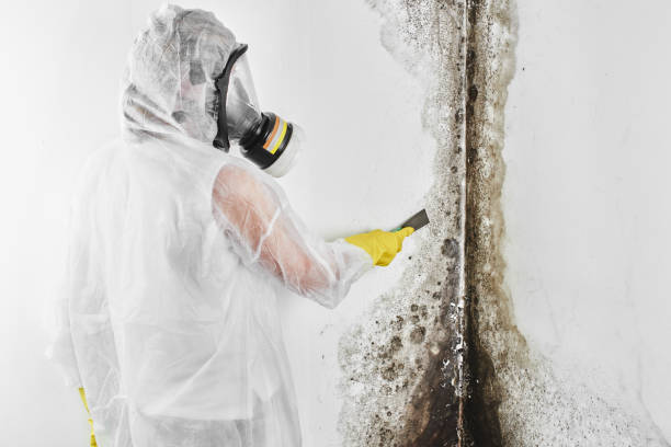 Best Mold Damage Repair  in Park City, MT