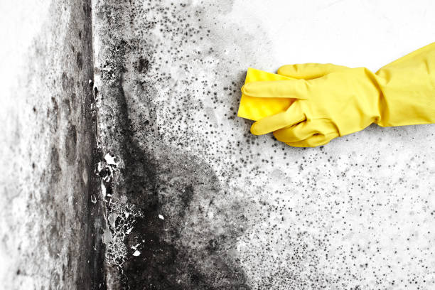 Best Crawl Space Mold Removal  in Park City, MT