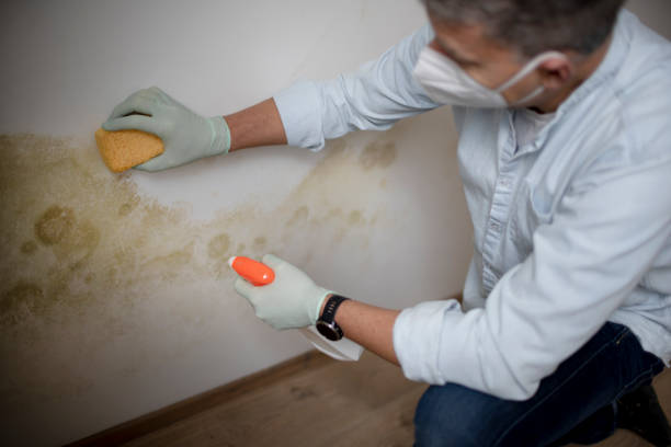 Best Mold Testing  in Park City, MT