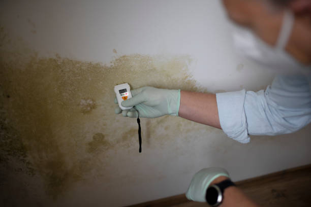 Best Mold Removal Near Me  in Park City, MT